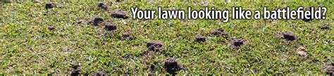 Ants lawn mouns anthills