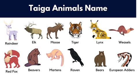 Taiga Animals List, Facts and Pictures - GrammarVocab