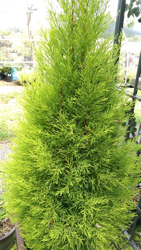 Cupressus macrocarpa 'Wilma Goldcrest' – Secret Garden Growers