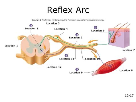 labelled diagram of reflex arc - SharleneRossi