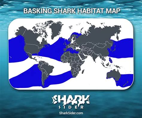 Basking Shark Facts: Diet, Habitat, Inspire Myths & More - SharkSiders