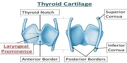 Thyroid Cartilage - Assignment Point