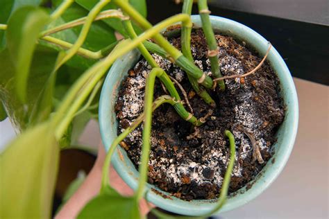 6 Reasons Your Plants Keep Dying – Plant Culture PH