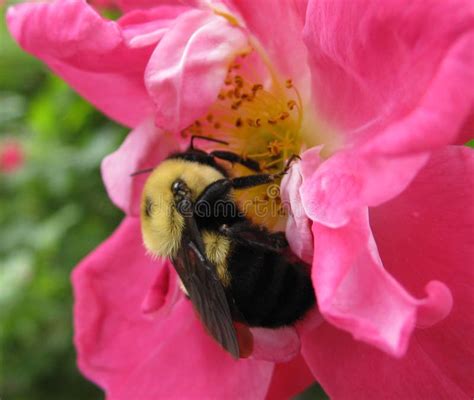 Bumble Bee on the Rose stock photo. Image of rose, colour - 5096072