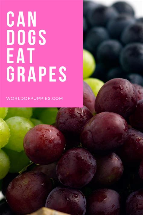 Can Dogs Eat Grapes | Can dogs eat grapes, Can dogs eat, Dog eating