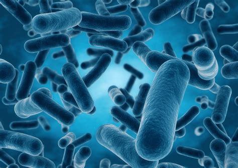 What is Lactobacillus? | Healthtian