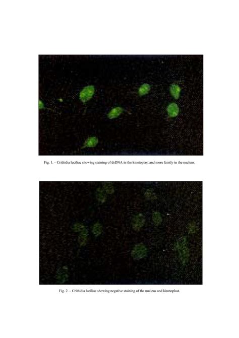 Fig. 1. â Crithidia luciliae showing staining of dsDNA in ... - Intmed.ro