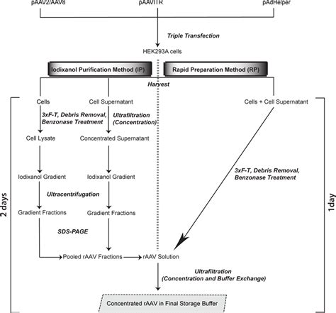 Schematic comparison of the iodixanol purification (IP) and rapid ...