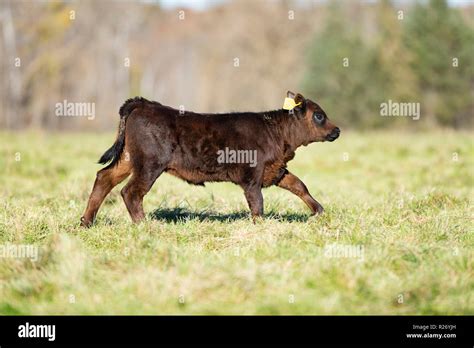 Black Angus calves in a pasture on a Minnesota Ranch Stock Photo - Alamy