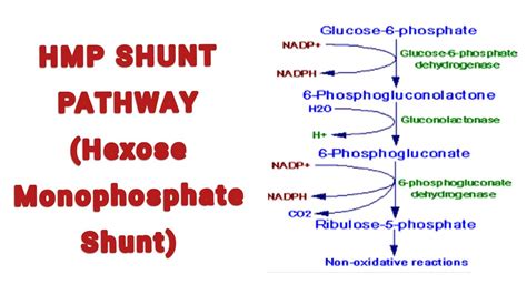 Hexose Monophosphate Shunt (HMP Shunt): Overview, Pathway and it's ...