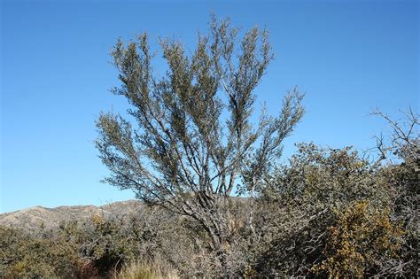 Pin by Annette Scherr on trees | Beautiful gardens, California desert ...