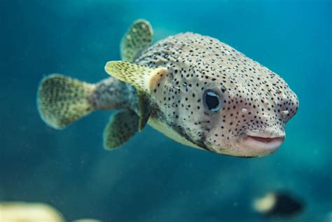 Pufferfish - FrenyGeorges