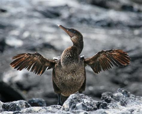 Flightless Cormorant* | Birdspix