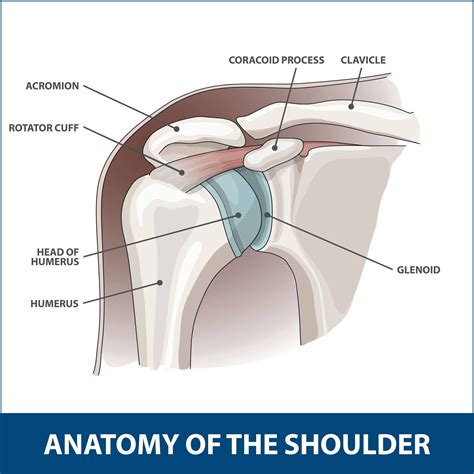 Glenoid Labrum Tear | Florida Orthopaedic Institute