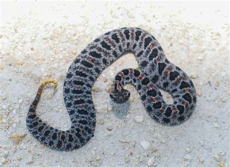 Pygmy Rattlesnake - A-Z Animals