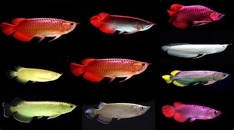 Arowana Fish | FishandAqua