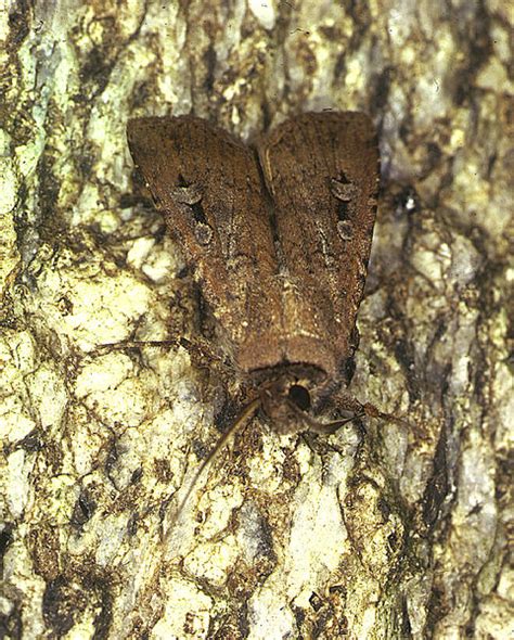 The great bogong moth migration - Australian Geographic