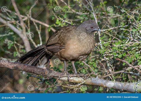 Plain Chachalaca in Texas Thicket Stock Image - Image of bird, guan ...