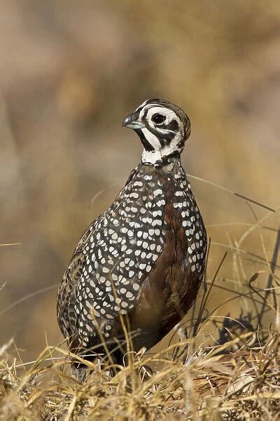 Montezuma Quail (New World Quail, Birds, Animals) Collection