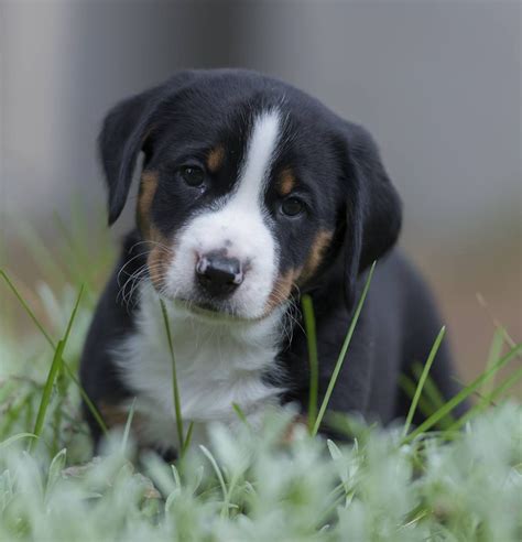 Appenzeller scennenhund mountain dog photography of puppy | Dog breeds ...