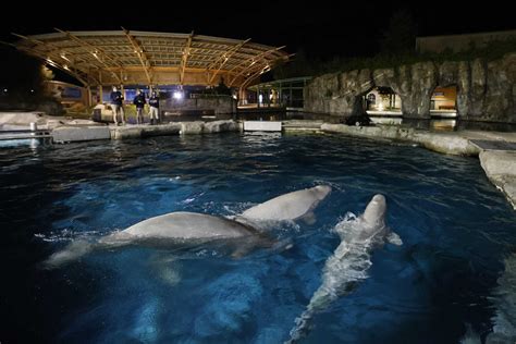 Mystic Aquarium gets $6M — among most in CT — in shuttered venue grant