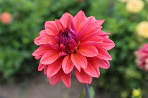 Top Performing Dahlias for Summer 2016 - Longfield Gardens