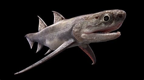 Fossilized Fish Reveal Earliest Known Prequel of ‘Jaws’ - The New York ...