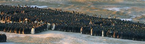 Huddle Up: the Surprising Physics of Penguin Movements | Live Science