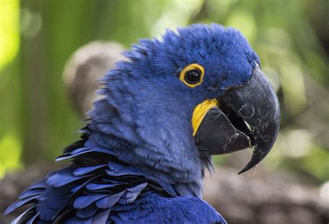 Hyacinth Macaw