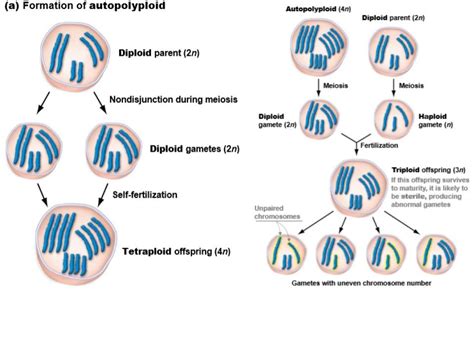 Autopolyploidy Diagram | Quizlet