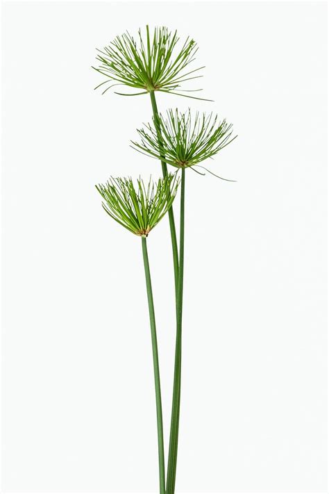 Papyrus plant isolated on white background | premium image by rawpixel ...