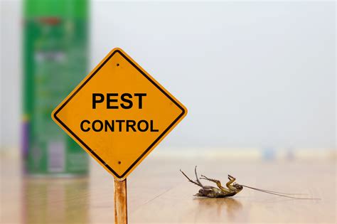 6 Reasons Why You Should (Never) Do DIY Pest Control