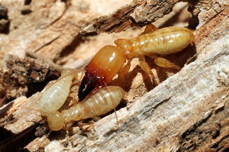 Preventing Termite Damage to Your Katy Texas Home