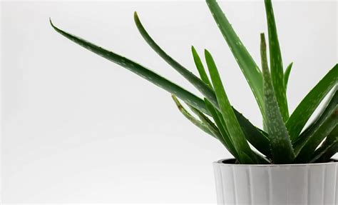 How to Care Aloe Vera Plant At Home - 8 Tips