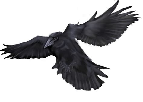 Flying Crow by 1two3four5six7 on DeviantArt