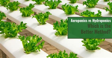 Aeroponics vs Hydroponics – Which Is the Better Method? | Greenhouse ...