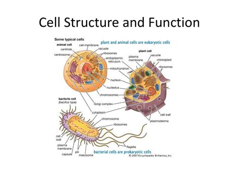 Structure Of A Cell And Functions