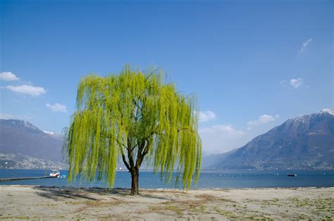 Willow Tree Spiritual Meaning and Symbolism