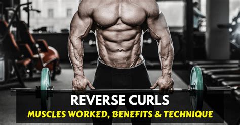 The Reverse Curl: A Well-Rounded Approach to Better Arms