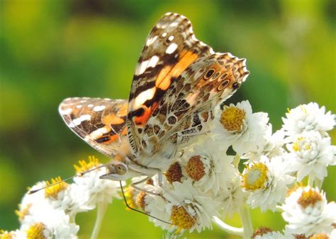 Top 10 Butterfly Host Plants to Attract Pollinators - Birds and Blooms