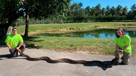 Florida trappers capture record-setting python in Everglades | CTV News