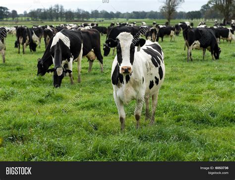 Holstein Friesian Cows Image & Photo (Free Trial) | Bigstock