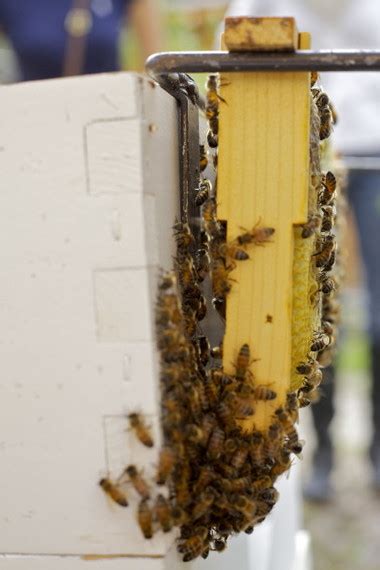 Why We Will Not Be Using Flow Hives in Our Apiary | HuffPost Impact