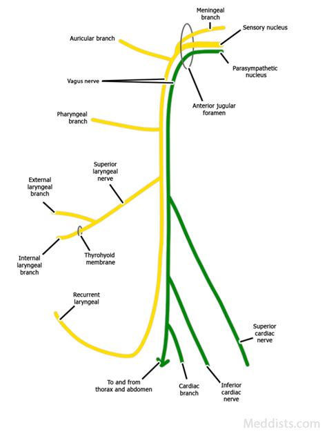 Vagus Nerve X