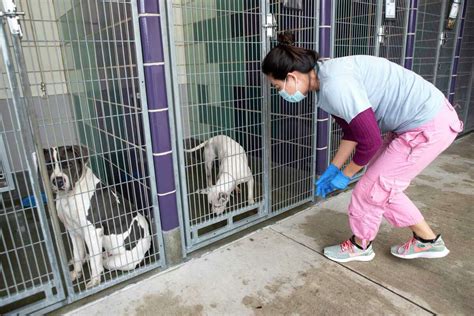 Houston's BARC animal shelter is euthanizing more animals