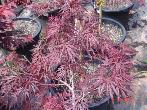 Acer palmatum Crimson Queen