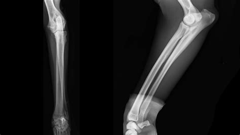 Elbow Dysplasia in Dogs | KYON