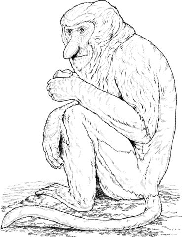 Proboscis Monkey coloring page | Free Printable Coloring Pages