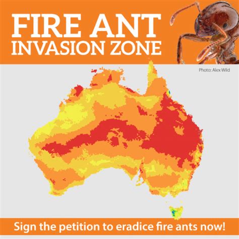 fire-ants-invasion-zone - Invasive Species Council