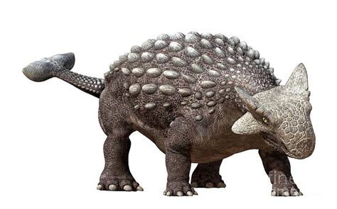 Ankylosaurus Photograph by Carlton Publishing Group/science Photo Library